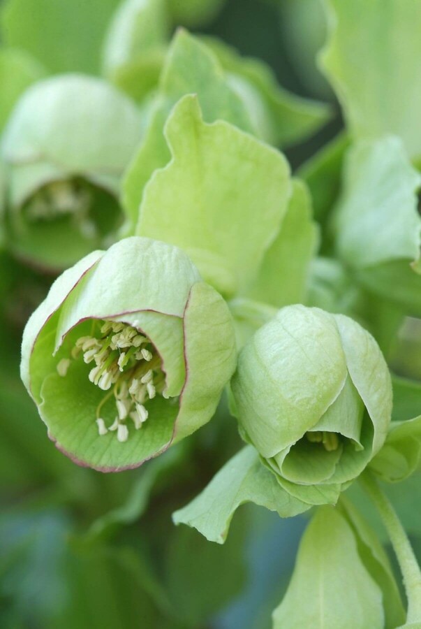 Helleborus foetidus Klockjulros 5-10 i kruka P9 Helleborus foetidus