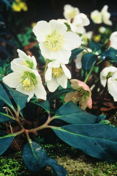 Helleborus niger Julrosor 5-10 i kruka P9 Helleborus niger