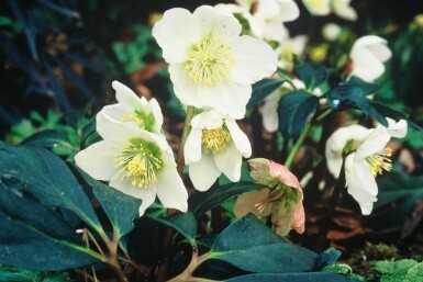 Helleborus niger Julrosor 5-10 i kruka P9 Helleborus niger