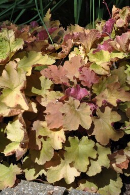 Heuchera 'Caramel' Alunrötter 5-10 i kruka P9 Heuchera 'Caramel'