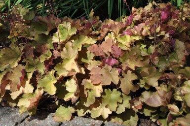 Heuchera 'Caramel' Alunrötter 5-10 i kruka P9 Heuchera 'Caramel'