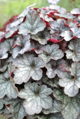 Heuchera 'Regina' Alunrötter 5-10 i kruka P9 Heuchera 'Regina'