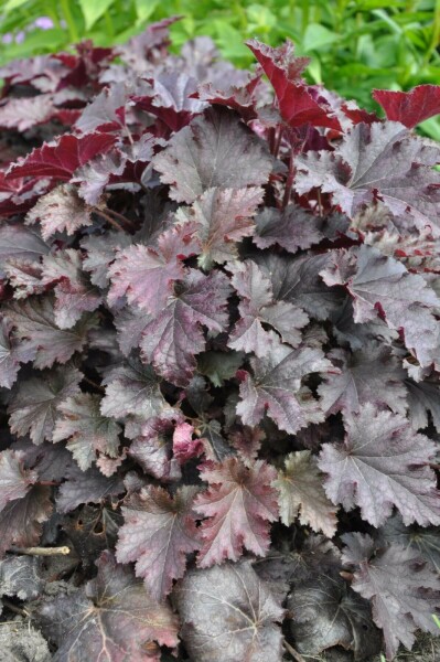 Heuchera 'Stormy Seas' Alunrötter 5-10 i kruka P9 Heuchera 'Stormy Seas'
