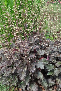 Heuchera 'Stormy Seas' Alunrötter 5-10 i kruka P9 Heuchera 'Stormy Seas'