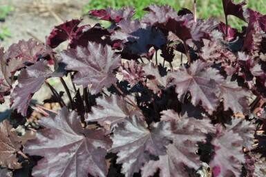 Heuchera 'Stormy Seas' Alunrötter 5-10 i kruka P9 Heuchera 'Stormy Seas'