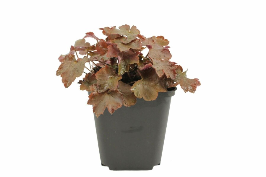 Heuchera micrantha 'Palace Purple' Småblommig alunrot 5-10 i kruka P9 Heuchera micrantha 'Palace Purple'
