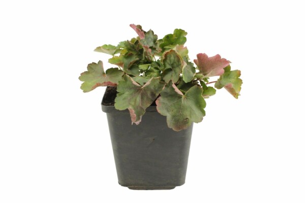 Heuchera sanguinea 'Leuchtkäfer' Blodalunrot 5-10 i kruka P9 Heuchera sanguinea 'Leuchtkäfer'