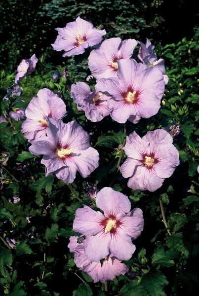 Hibiscus syriacus 'Oiseau Bleu' C12 80-100
