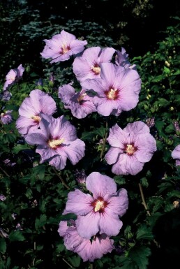Hibiscus syriacus 'Oiseau Bleu' C12 80-100