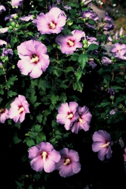 Hibiscus syriacus 'Oiseau Bleu' C12 80-100