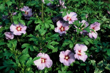 Hibiscus syriacus 'Oiseau Bleu' C12 80-100