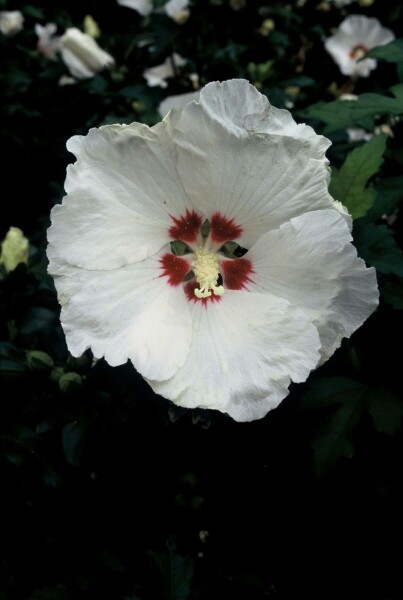 Hibiscus syriacus 'Red Heart' Frilandshibiskus buske 30-40 i kruka C3 Hibiscus syriacus 'Red Heart' buske 30-40 cm