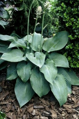 Hosta 'Blue Angel' Funkia 5-10 i kruka P9 Hosta 'Blue Angel'