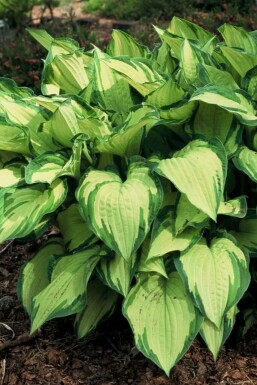 Hosta fortunei 'Albopicta' Blomsterfunkia 5-10 i kruka P9 Hosta fortunei 'Albopicta'