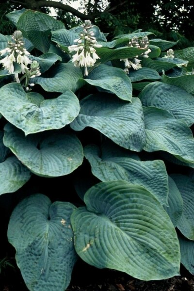 Hosta sieboldiana 'Elegans' Daggfunkia 5-10 i kruka P9 Hosta sieboldiana 'Elegans'
