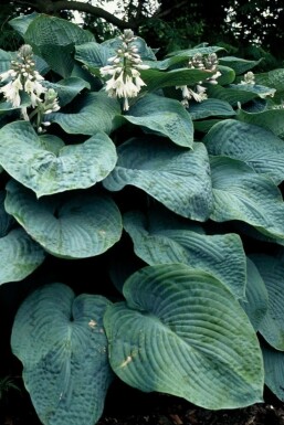 Hosta sieboldiana 'Elegans' Daggfunkia 5-10 i kruka P9 Hosta sieboldiana 'Elegans'