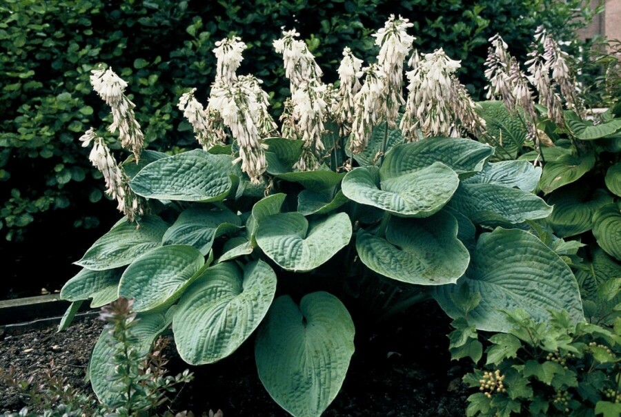 Hosta sieboldiana 'Elegans' Daggfunkia 5-10 i kruka P9 Hosta sieboldiana 'Elegans'