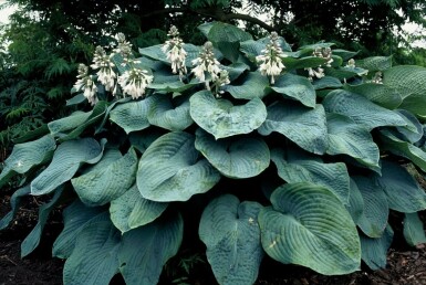 Hosta sieboldiana 'Elegans' Daggfunkia 5-10 i kruka P9 Hosta sieboldiana 'Elegans'