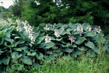 Hosta sieboldiana 'Elegans' Daggfunkia 5-10 i kruka P9 Hosta sieboldiana 'Elegans'