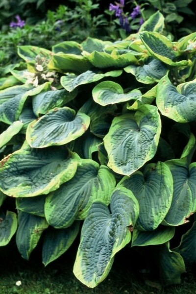 Hosta sieboldiana 'Frances Williams' Daggfunkia 10-15 i kruka C2 Hosta sieboldiana 'Frances Williams'