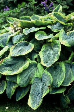 Hosta sieboldiana 'Frances Williams' Daggfunkia 10-15 i kruka C2 Hosta sieboldiana 'Frances Williams'