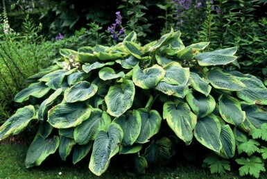 Hosta sieboldiana 'Frances Williams' Daggfunkia 10-15 i kruka C2 Hosta sieboldiana 'Frances Williams'