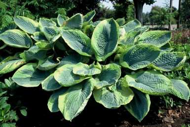 Hosta sieboldiana 'Frances Williams' Daggfunkia 5-10 i kruka P9 Hosta sieboldiana 'Frances Williams'