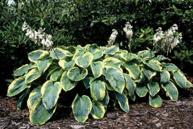 Hosta sieboldiana 'Frances Williams' Daggfunkia 5-10 i kruka P9 Hosta sieboldiana 'Frances Williams'