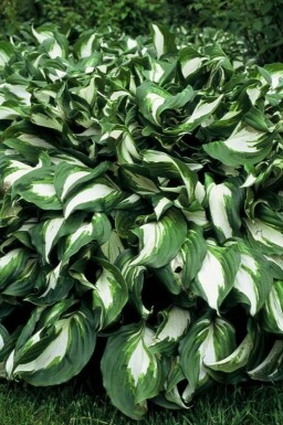 Hosta undulata 'Mediovariegata' Brokfunkia 5-10 i kruka P9 Hosta undulata 'Mediovariegata'