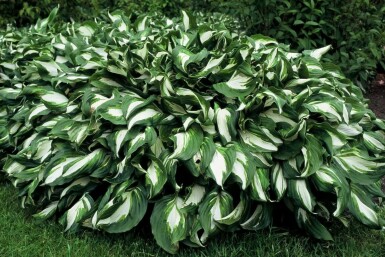 Hosta undulata 'Mediovariegata' Brokfunkia 5-10 i kruka P9 Hosta undulata 'Mediovariegata'