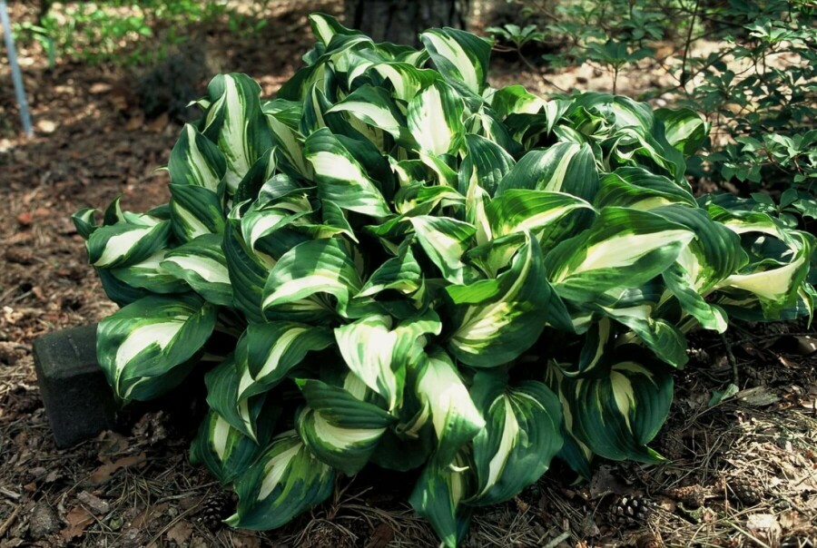Hosta undulata 'Mediovariegata' Brokfunkia 5-10 i kruka P9 Hosta undulata 'Mediovariegata'