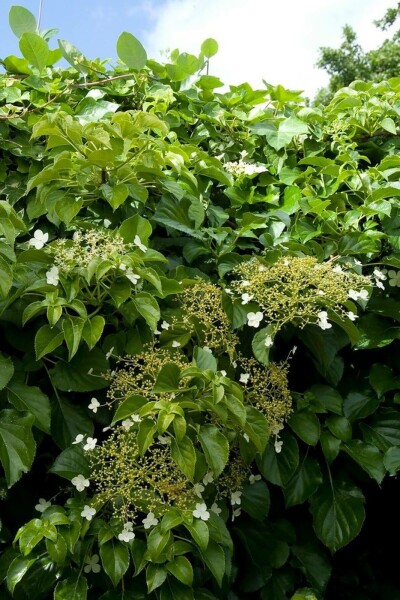 Hydrangea anomala subsp. petiolaris C12 80-100