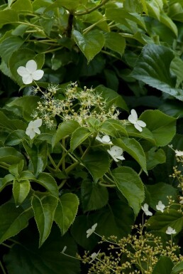 Hydrangea anomala subsp. petiolaris C12 80-100