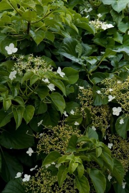Hydrangea anomala subsp. petiolaris C12 80-100