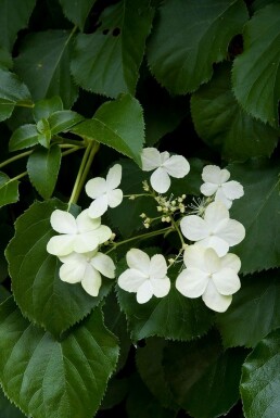 Hydrangea anomala subsp. petiolaris C12 80-100