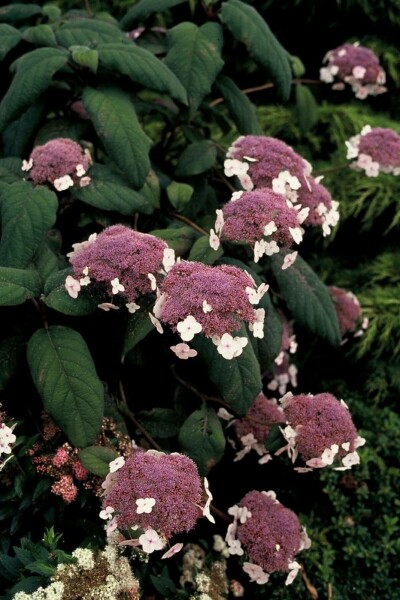 Hydrangea aspera 'Macrophylla' C3 30-40