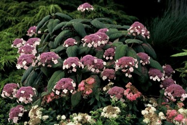 Hydrangea aspera 'Macrophylla' C3 30-40