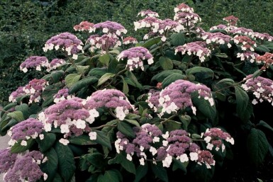 Hydrangea aspera 'Macrophylla' C3 30-40