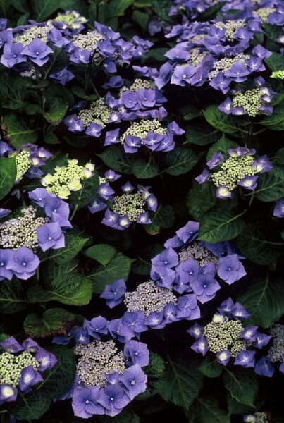 Hydrangea macrophylla 'Blaumeise' C3 30-40