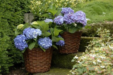 Hydrangea macrophylla 'Forever & Ever® Blue' C12 40-60