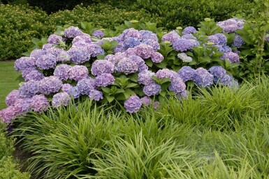 Hydrangea macrophylla 'Forever & Ever® Blue' C12 40-60