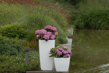 Hydrangea macrophylla 'Forever & Ever® Pink' C12 40-60