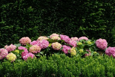 Hydrangea macrophylla 'Forever & Ever® Pink' C12 40-60