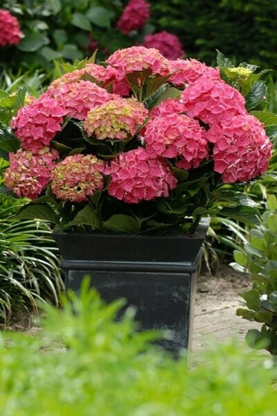 Hydrangea macrophylla 'Forever & Ever® Red' Hortensia buske 40-60 i kruka C12 Hydrangea macrophylla 'Forever & Ever® Red' buske 40-60 cm