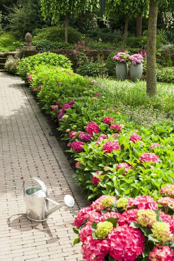 Hydrangea macrophylla 'Forever & Ever® Red' Hortensia buske 40-60 i kruka C12 Hydrangea macrophylla 'Forever & Ever® Red' buske 40-60 cm