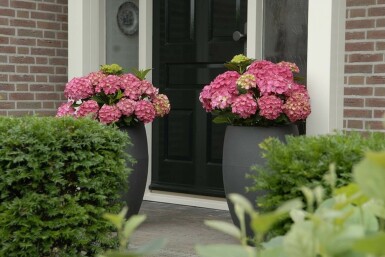 Hydrangea macrophylla 'Forever & Ever® Red' C12 40-60