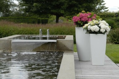 Hydrangea macrophylla 'Forever & Ever® White' C5 20-30