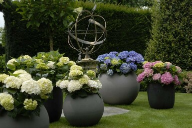 Hydrangea macrophylla 'Forever & Ever® White' C5 20-30