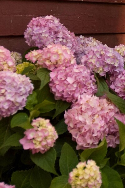 Hydrangea macrophylla 'The Original Pink' C1,5 10-15