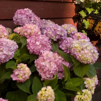Hydrangea macrophylla 'The Original Pink' C1,5 10-15